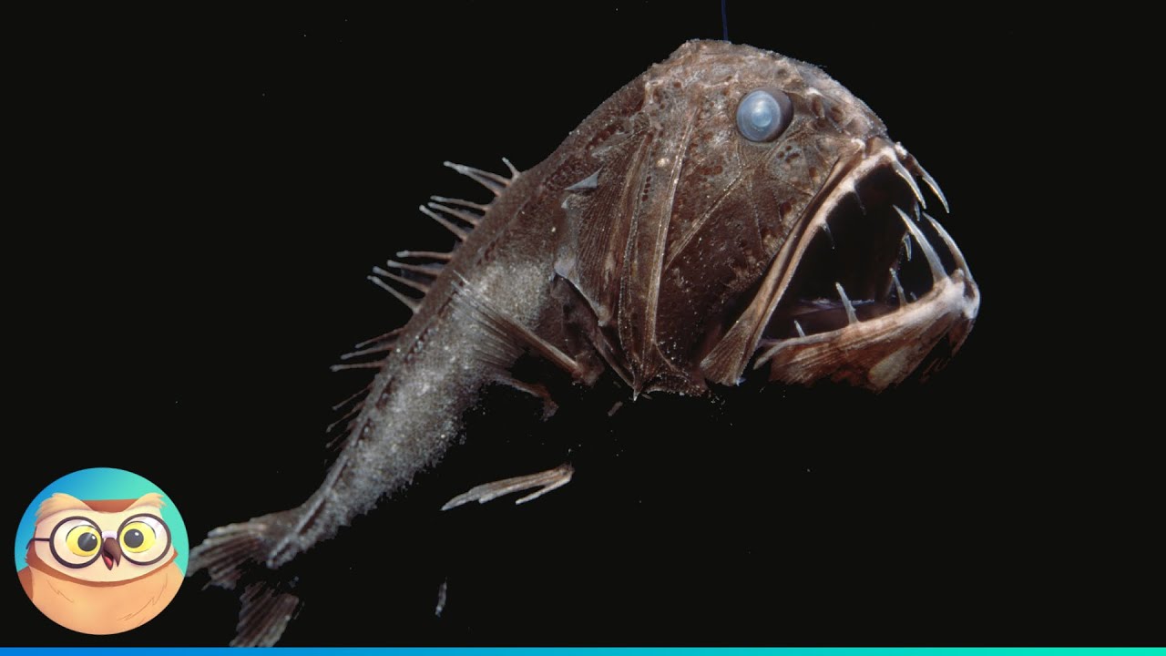 Deep Sea Creatures and How They Survive 