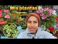 feliz de ver mis plantas con muchas flores