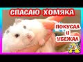 СПАСАЮ ХОМЯКА КУКИ / ЧТО ДЕЛАТЬ С ЛАПКОЙ ХОМКИ / ФАНТА МЕНЯ ПОРАДОВАЛА / Alisa Easy Pets