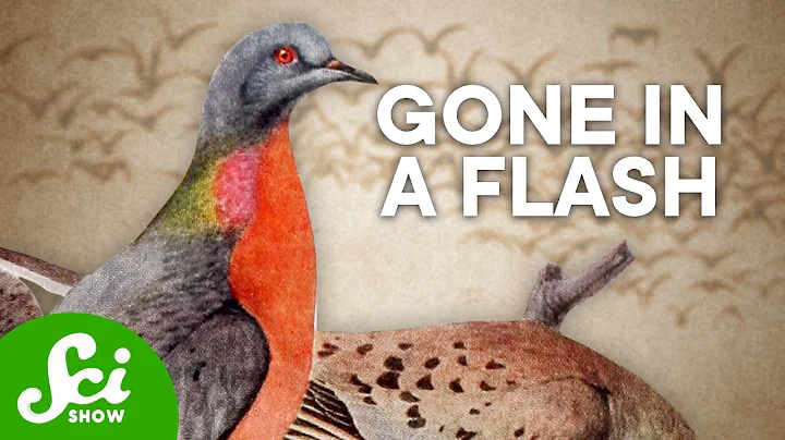 What Caused the Mass Extinction of Billions of Passenger Pigeons? - DayDayNews