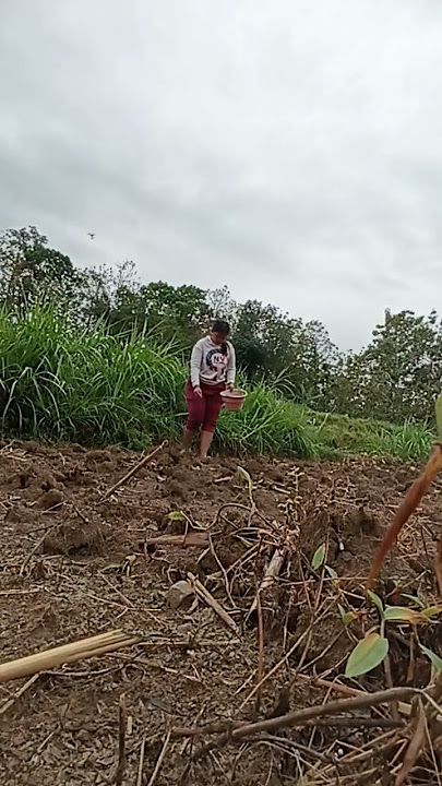 tanam benih jagung kalau dijawa namanya wur jagung #shortvideo #sawah #sorts #shorts