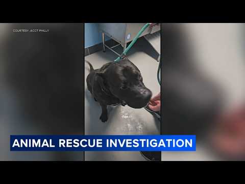 Shelter seeks answers after allegations dog was shot in rescue partner's care