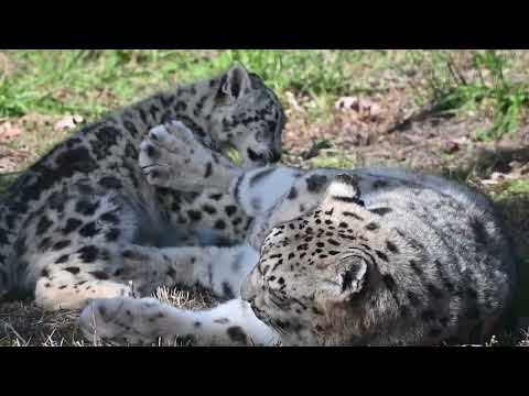 Snow Leopard Cub Playing With Mom