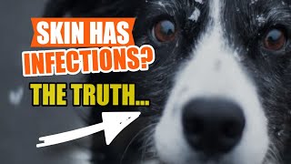 🐶SKIN INFECTIONS in DOGS ✔️(The Reality) by Veterinary Network 70 views 6 days ago 4 minutes, 31 seconds