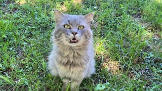 Poor house cat abandoned on the street. This cat is very beautiful and cute