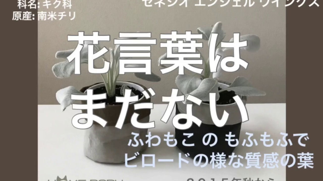 セネシオエンジェルウィングス はじめての株分けと植え替え 挿し芽 葉挿し オキシベロン Youtube