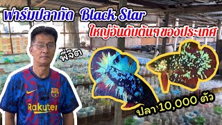 เยี่ยมชม Blackstar Betta Farm ฟาร์มปลากัดแบล็คสตาร์ อันดับด้นๆของประเทศ #BettaFarm #Blackstar