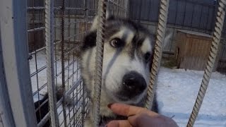 Приют Для Собак. Снимаем Кино. Как Расстаться С Парнем Приют Для Собак. Снимаем Кино. Как Расстаться С Парнем