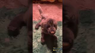 Customizing my alien dog Essa (again) {🏷️ #essa #essacommunity #emotionalsupportstuffedanimal