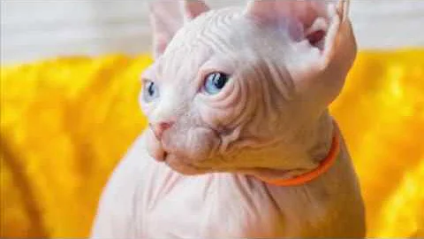 Video 1213951: canadian sphynx cattery, sphynx kitten, kittens litter