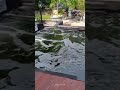 Kolam Koi Cantik #Deckingbengkirai #kayubengkirai