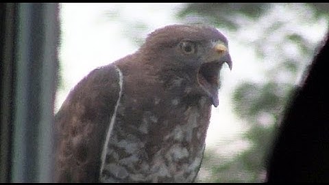 Hawk Gets Attacked by Titmouse and Mockingbird