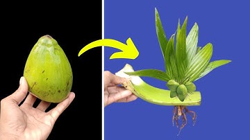 How to grow coconut tree from coconut fruit || for Beginners