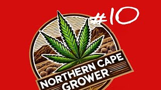 Flowering Desert Outdoor Grow, Northern Cape - 21 Feb 25 educational use