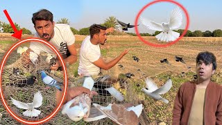 Village Ma Nayab Pigeons Pakar Liye  Maza Agaya