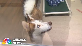 Naperville shelter reduces fees for ‘Clear the Shelters'