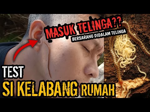 Video: Adakah kaki seribu bersandar rata beracun?