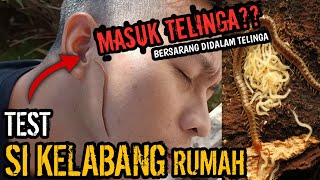 TEST SIKAKI SERIBU MASUK TELINGA?! (PENJELASAN SERANGGA MIRIP KELABANG)