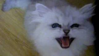 persian chinchilla kitten following and crying