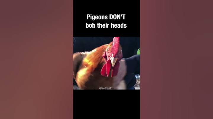 Pigeons DON'T bob their heads #pigeon #truefacts #shorts