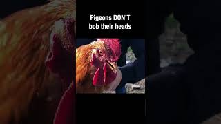 Pigeons DONT bob their heads #pigeon #truefacts #shorts