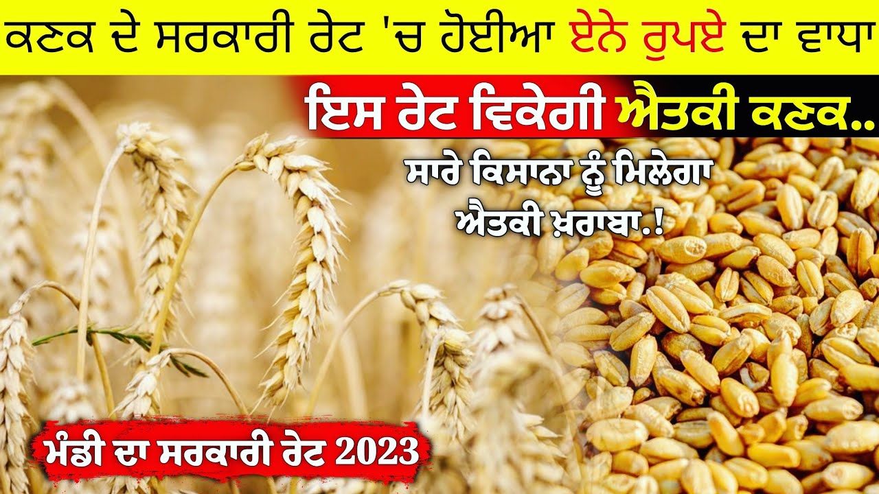 ਕਣਕ ਦਾ ਸਰਕਾਰੀ ਰੇਟ 2023 • wheat price today in punjab | kanak da price ...