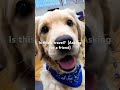 #dogs #animals #basketball #lifeisbutadream #cat