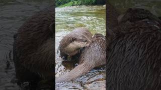Эти Двое Очень Близки.😊😊 #Shorts #Aty #Otter #Watersausage