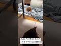#エル #ベンガル猫 と #ニア #トイプードル の #綱引き #猫 #犬 #cat #dog #bengali #toypoodle #animals #動物 #ペット動画 #ねこ #ネコ #いぬ