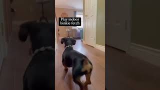 Rainy day play by Princess Grace, the Royal Dachshund 709 views 2 weeks ago 1 minute, 27 seconds