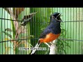Memancing Emosi Murai Batu Anda Yang Macet Dengan Masteran Murai Batu Satu Ini Mp3 - Mp4 Download