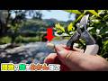 【5月上旬】⑧みかんのつぼみ全摘蕾&摘芯!