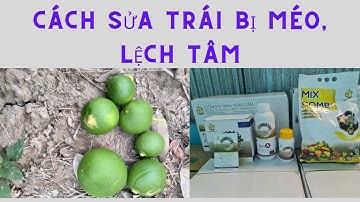 Cách Sửa Trái Bưởi Da Xanh Bị Méo, Lệch Tâm Giai Đoạn Tháng 1-3 | Nông Nghiệp Chân Tâm