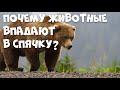 Почему животные впадают в спячку? #detlektor