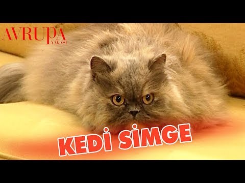 Kedi Simge ve Volkan - Avrupa Yakası