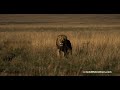 Lion Osapuk leading the topi pride, with its young adults and little cubs, at sunrise