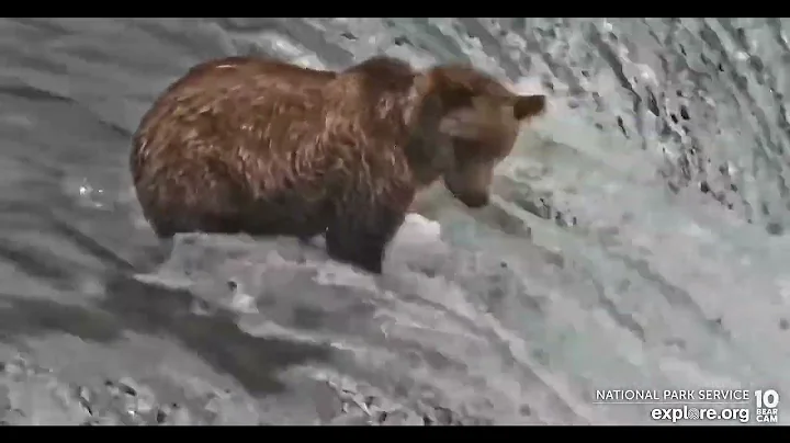 909's cub catches a couple more fish from the lip - Explore.org August 13, 2022