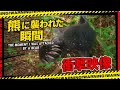 2年前の9月末、熊に襲われた動画を見直してみた！今まで伝えて切れて居なかったことがあった！熊の攻撃はこんな感じです