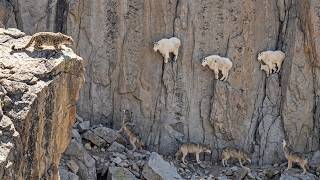 Mountain Goats Outsmart Deadly Predators on the World's Steepest Cliffs! | wild animals