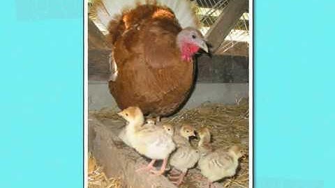 Influence - The Psychology of Persuasion by Robert Cialdini