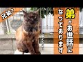 【迷子】また長毛猫！？黒助の兄弟猫が現れました😳😳😳｜黒助譲渡会参加します！