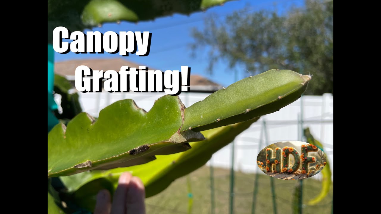 Thumbnail for Canopy Grafting, a 4:43 video by Jason Gentile.
