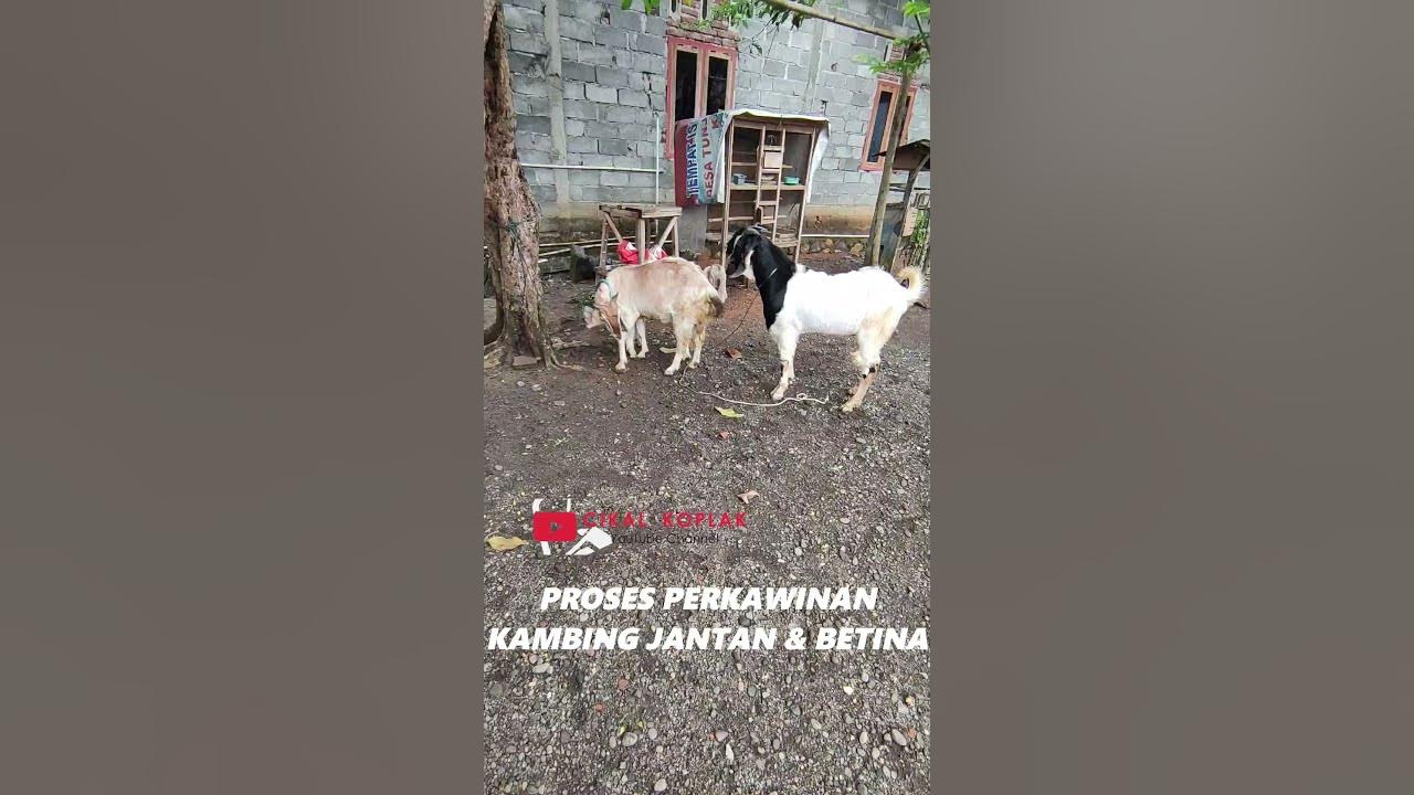 Proses Tradisional Perkawinan Kambing #shorts #viralvideo - YouTube