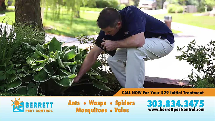 Denver Berrett Pest Control Ants Spiders