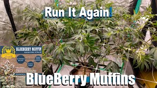 Amazing! Blueberry Muffins By Humboldt: The Cycle Continues