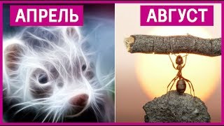 🔴 КАКОЙ ЗВЕРЬ ТЫ ПО ДАТЕ РОЖДЕНИЯ ★ Women Beauty Club 🔴 КАКОЙ ЗВЕРЬ ТЫ ПО ДАТЕ РОЖДЕНИЯ ★ Women Beauty Club