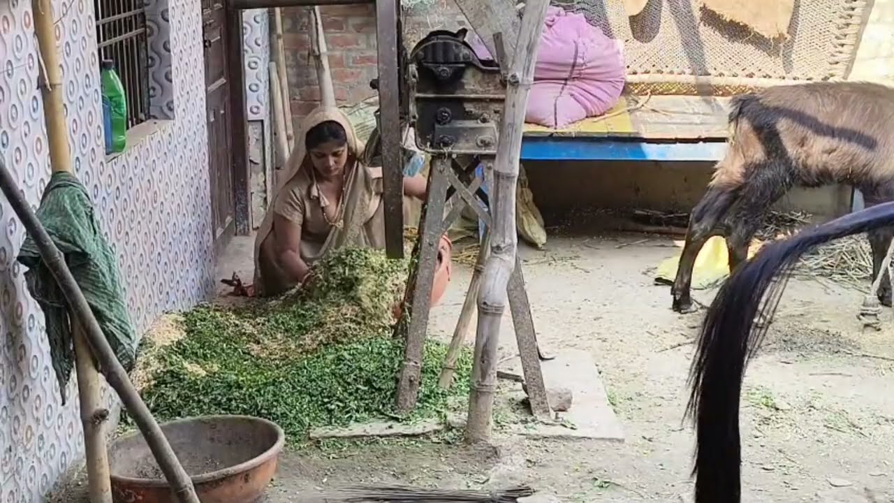 लेहना लगाने के बाद पुरे भैस के घर को झाडु लगाते हुए दोपहर का टाइम बहुत काफी गन्दगी hardwork daily 