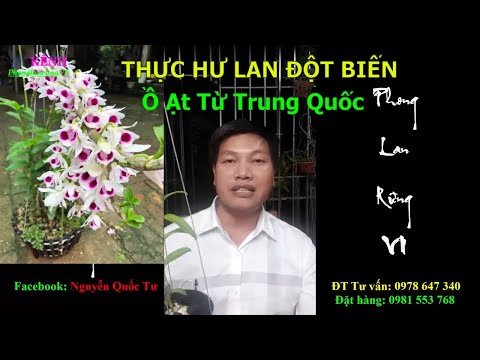 THỰC HƯ CHUYỆN LAN ĐỘT BIẾN NUÔI CẤY MÔ Ổ ẠT TỪ TRUNG QUỐC_Trên Cơ Sở Nghiên Cứu KhoaHọc | Foci