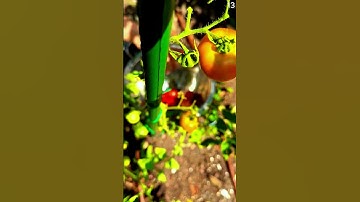 Petani cerdas panen tomat segar dengan tangan kosong #shorts
