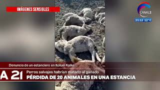 URGENTE: Estancia denuncia por la matanza de sus animales por perros salvajes.